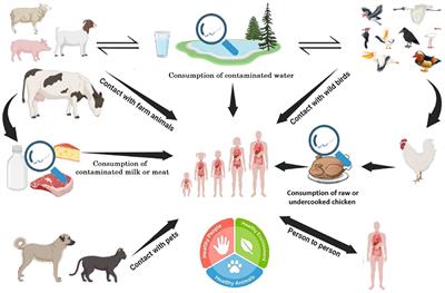 Editorial: The One Health approach in the context of public health